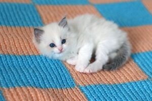Котёнок породы Рэгдолл голубоглазый