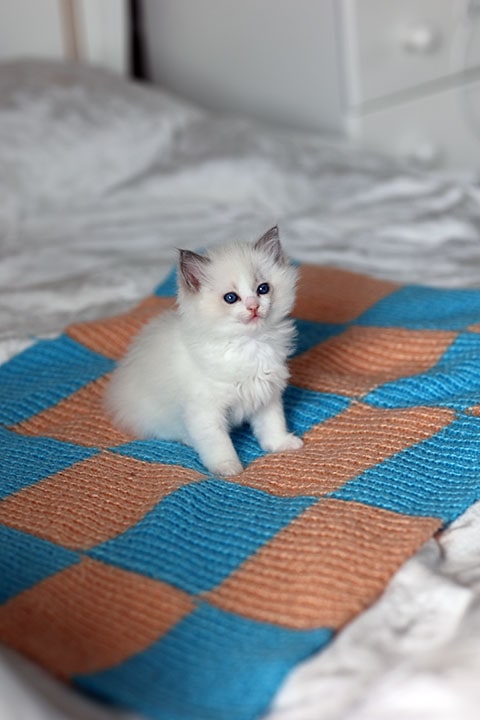 Пушистый котёнок Рэгдолл