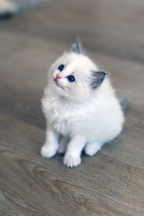 Котёнок Рэгдолл питомника
