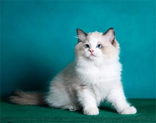 Красивая кошка породы Рэгдолл
