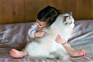 Кошка Рэгдолл с голубыми глазами питомник