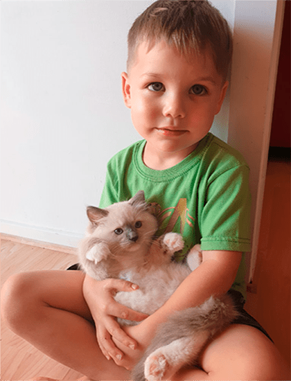 Рэгдолл кошка голубых глаз