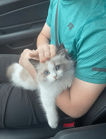 Кошка Рэгдолл с голубыми глазами